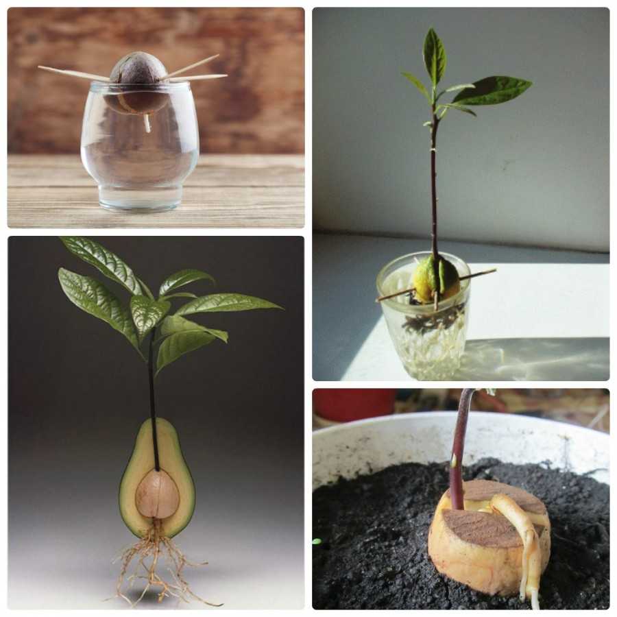 Как вырастить авокадо из косточки в домашних условиях: фото, видео