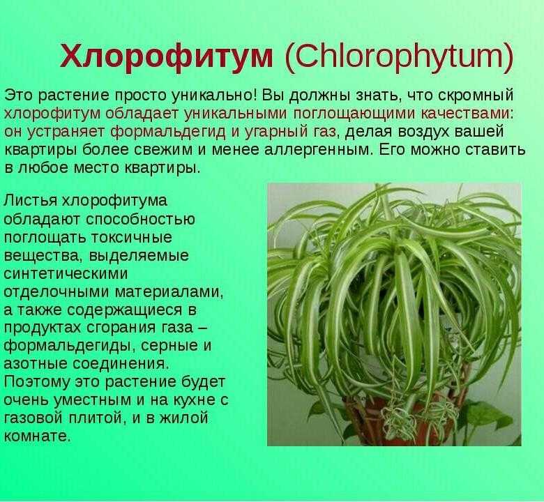 Хлорофитум: уход в домашних условиях, размножение, фото, сорта