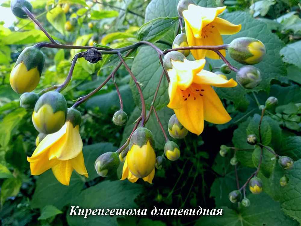 Киренгешома: выращивание, размножение mm-ewm.ru