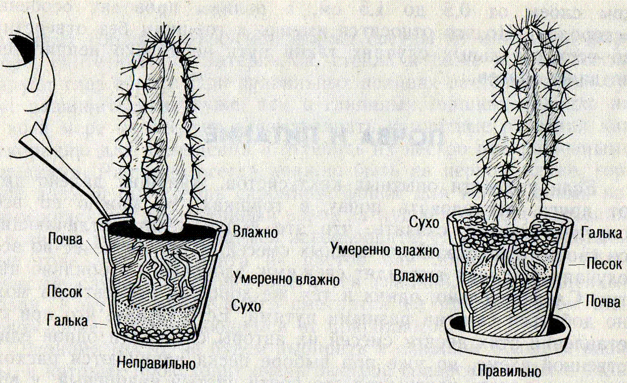 Клейстокактус: выращивание, уход и виды растения