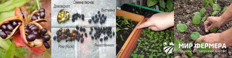 Пионы из семян: выращивание - подробная инструкция