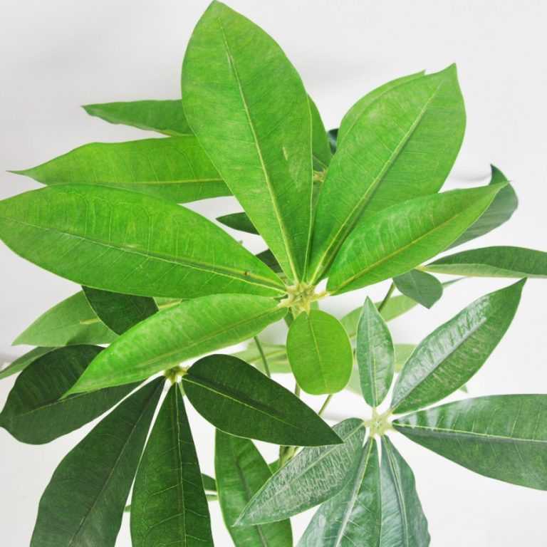 Чайное дерево (мелалеука) - 150 фото растения, уход и выращивание в домашних условиях