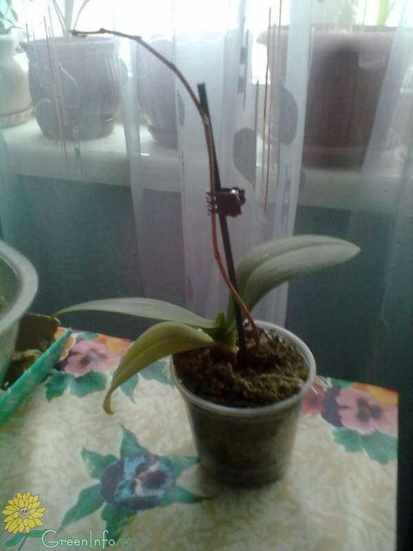 Что делать, если залили орхидею, как спасти и реанимировать цветок после сильного полива?