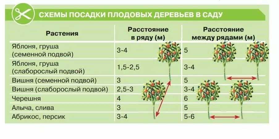 Как саженцы правильно посадить. посадка саженцев плодовых деревьев зимой | дизайн интерьера