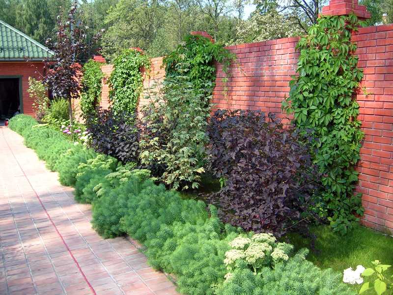 Популярные виды и сорта лиан для сада, применение в ландшафтном дизайне