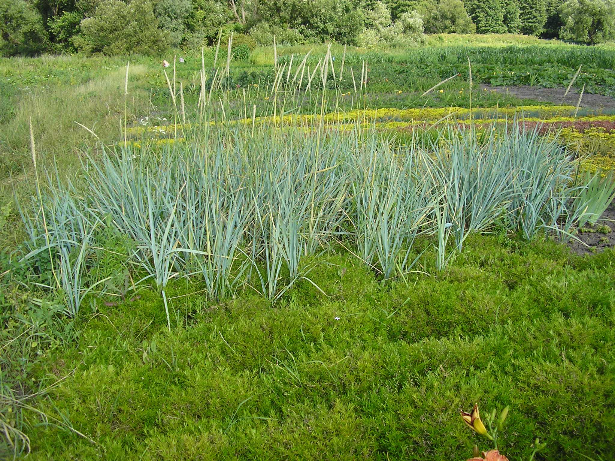Клумбы из пряных растений для сада или дачи: выращивание съедобных трав к столу