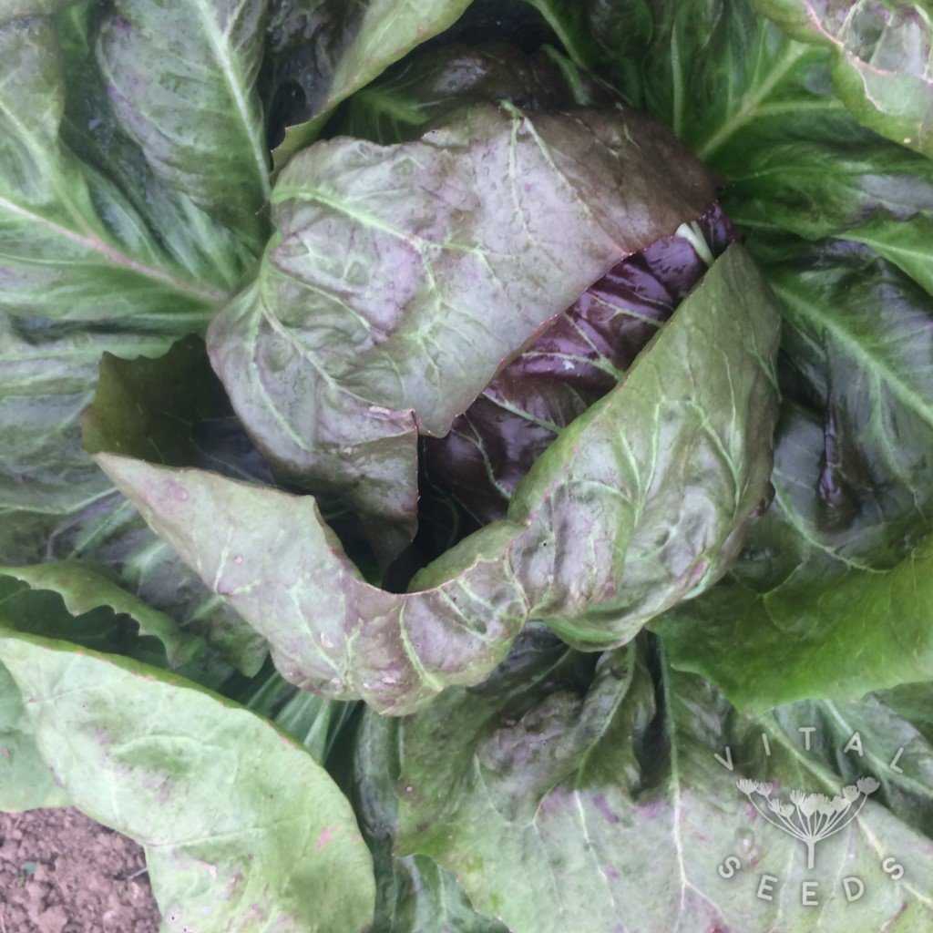 Цикорный салат и его выращивание