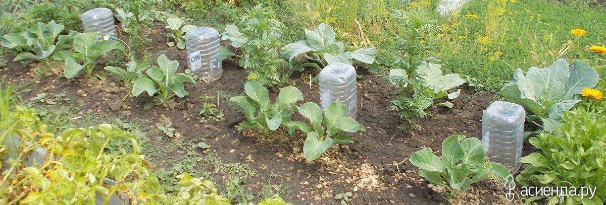 Капустные овощи – выращивание и уход