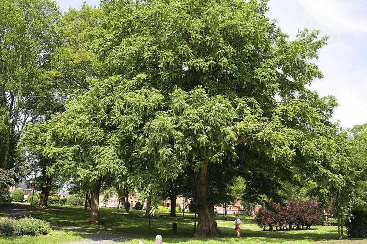 Дерево лапина: описание, применение, размножение и уход