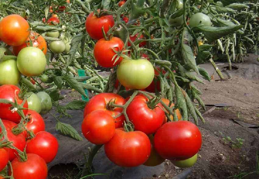 Суперранние сорта томатов для теплиц. ультраранние томаты