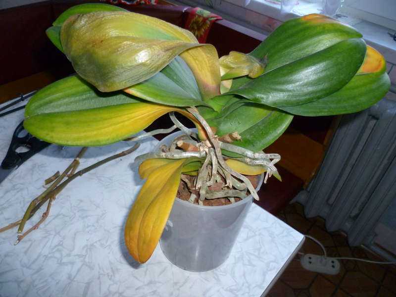 Почему желтеют листья у орхидеи, основные причины и их устранение