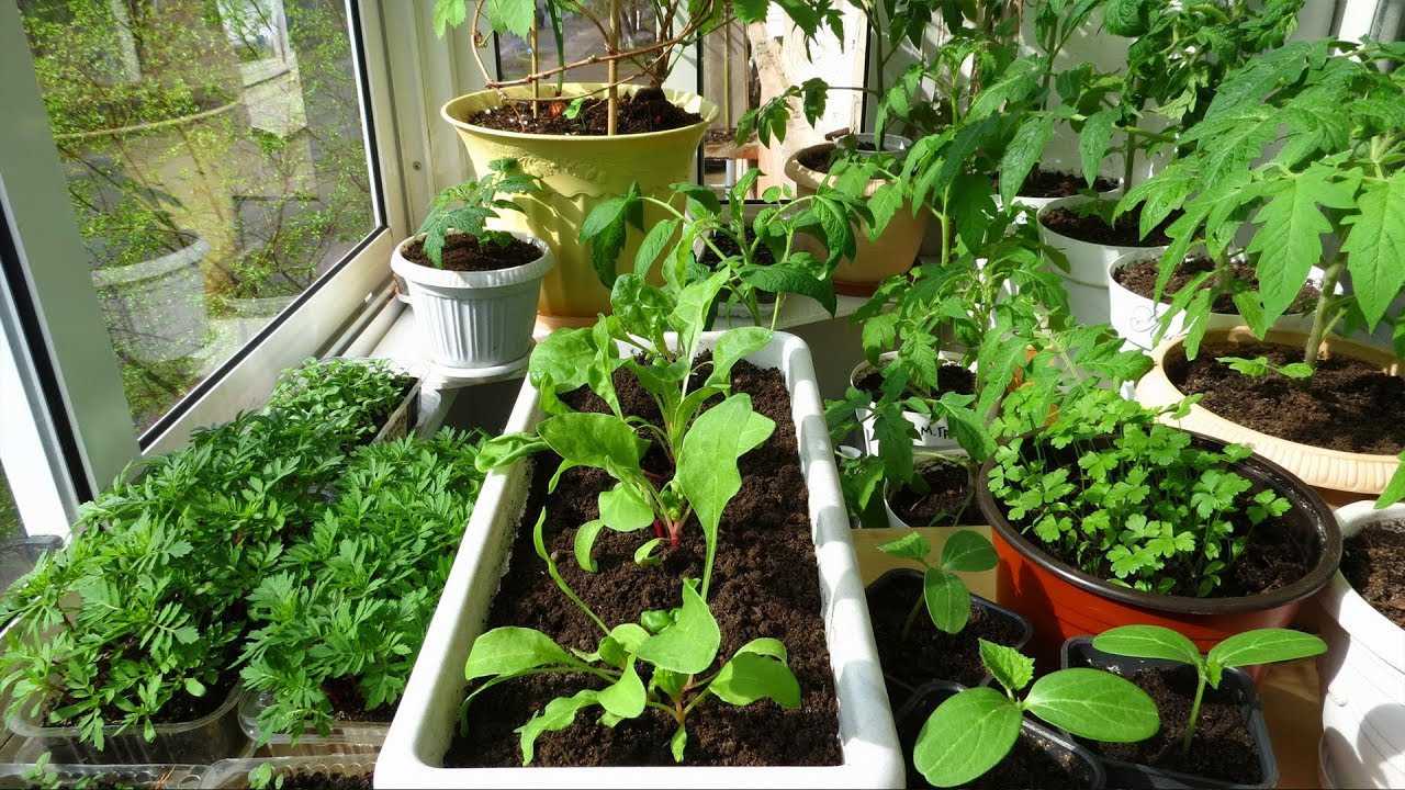 Выращивание салата дома на подоконнике