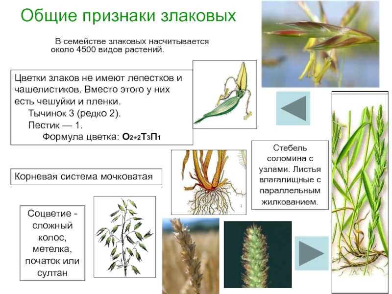 Какие бывают злаки: названия злаковых растений с фото