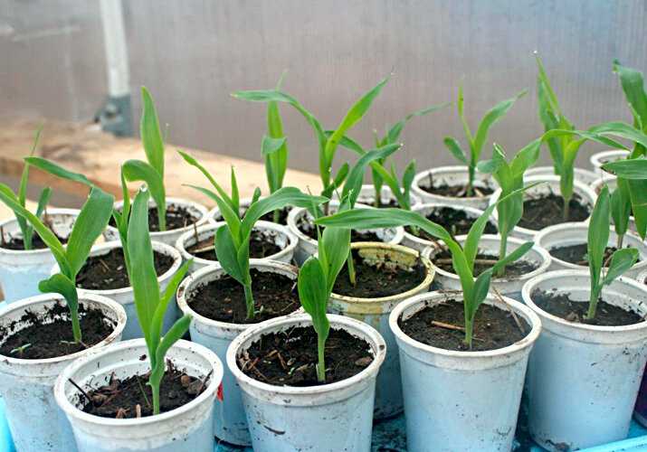 Кукуруза земляничная декоративная: как выглядит, можно ли есть, как еще используют съедобный продукт, а также выращивание из семян, посадка в открытый грунт и уход