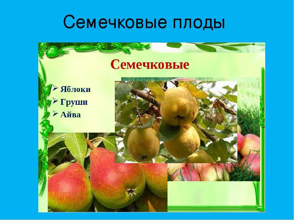 Плодовые и ягодные культуры