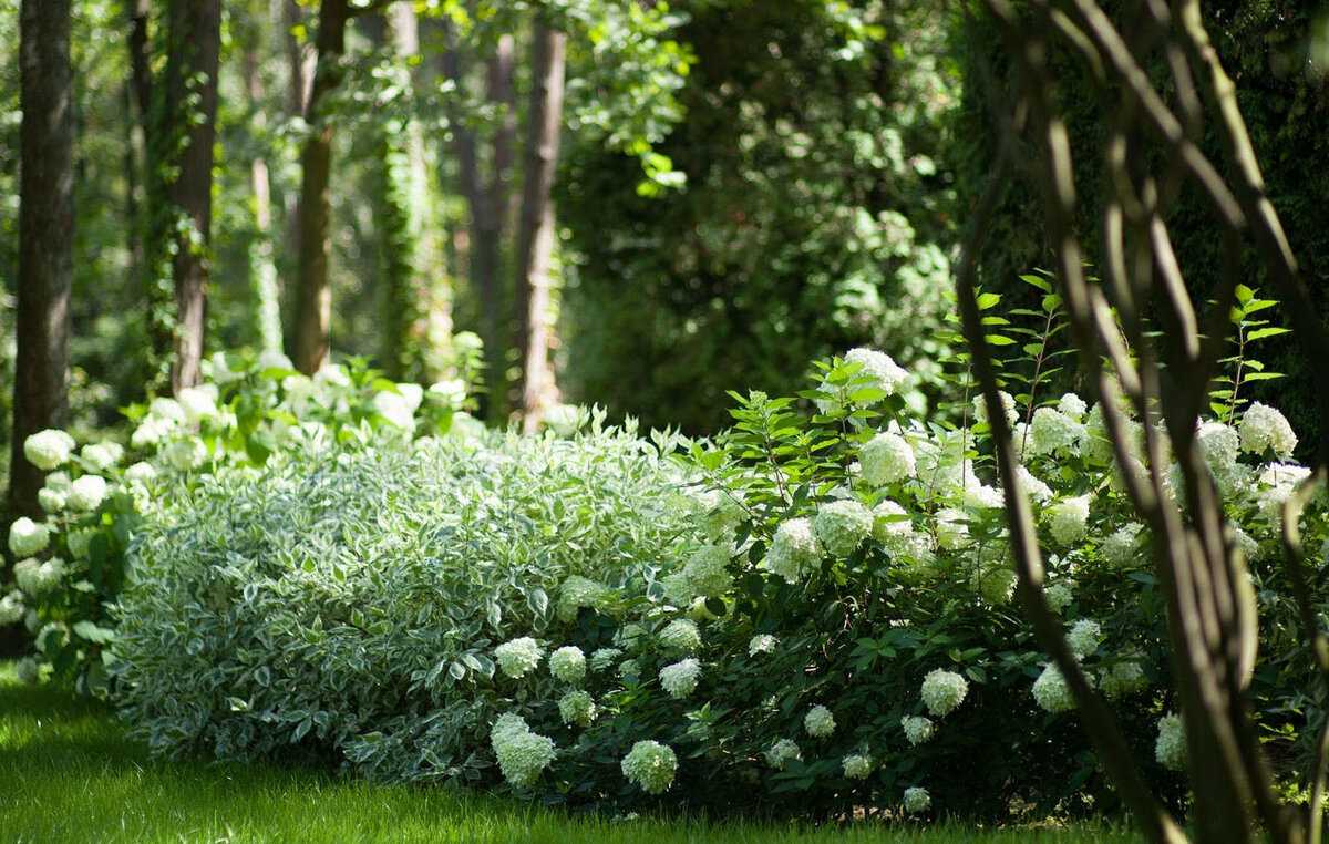 Пестролистные кустарники для сада: 12 лучших вариегатных сортов