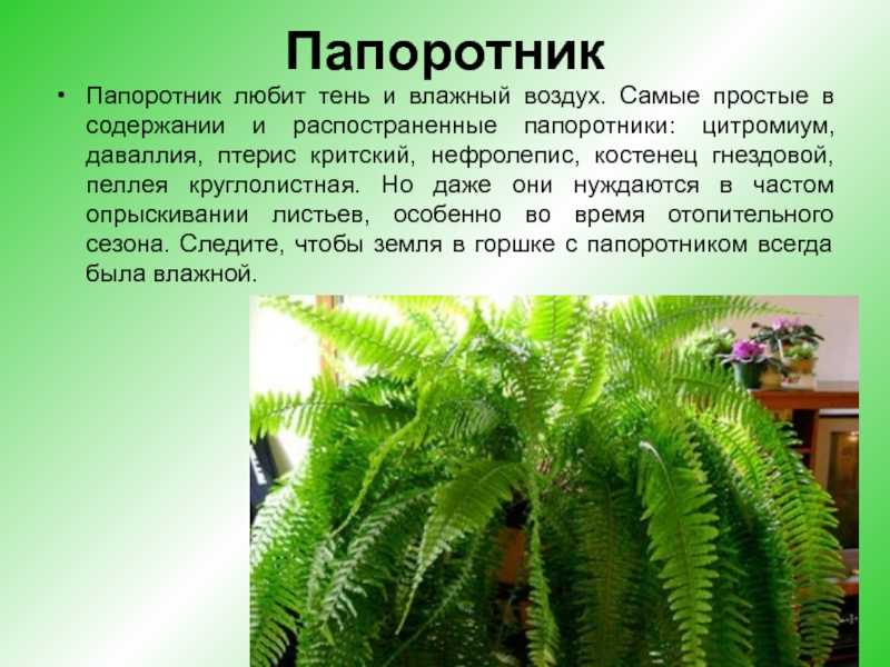 Платицериум - фото, уход в домашних условиях, размножение папоротника, описание растения