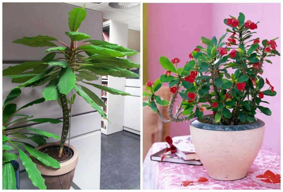 Цветущие комнатные растения фото и названия уход за ними