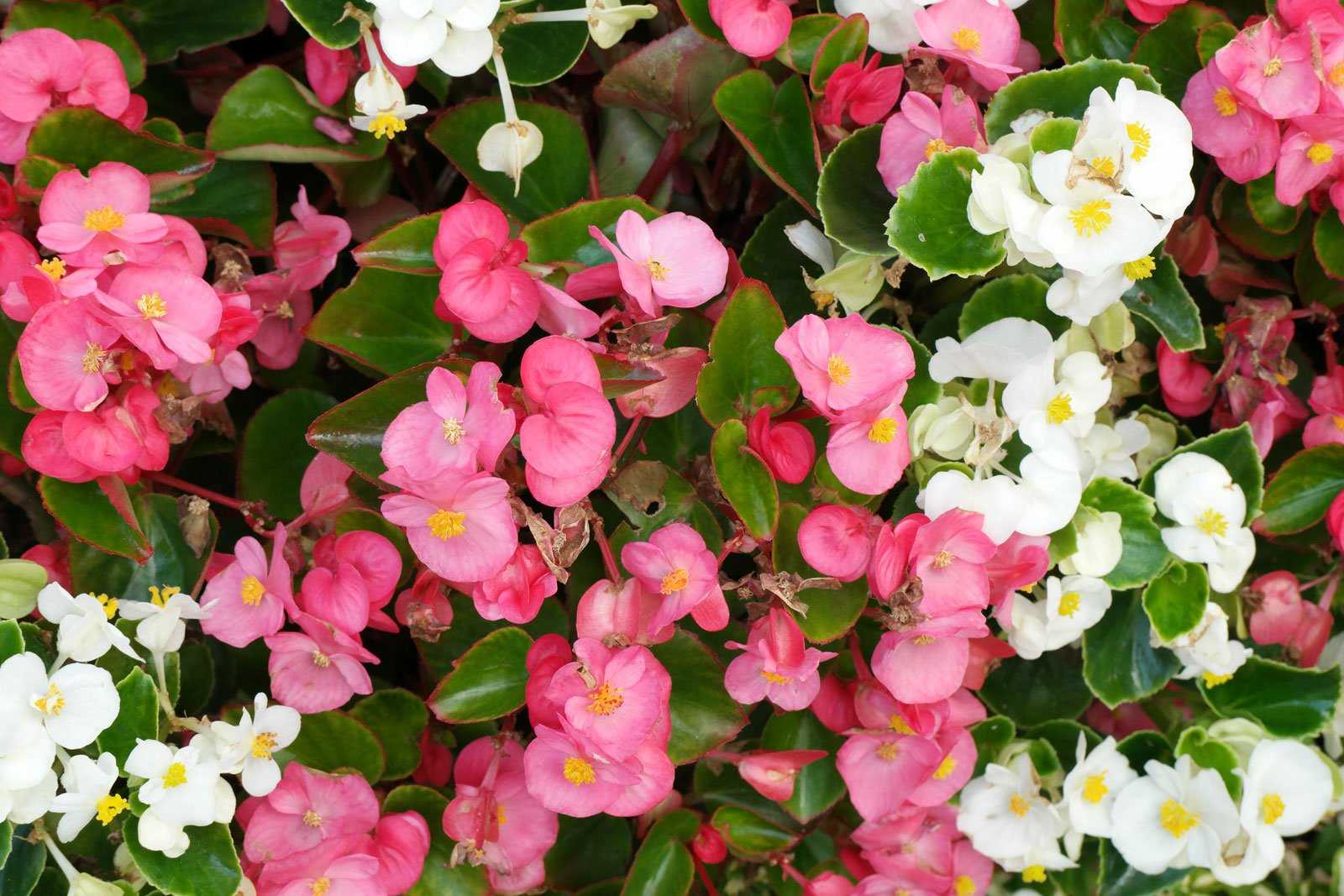 Красавица бегония вечноцветущая — секреты выращивания и правила ухода в домашних условиях и в саду