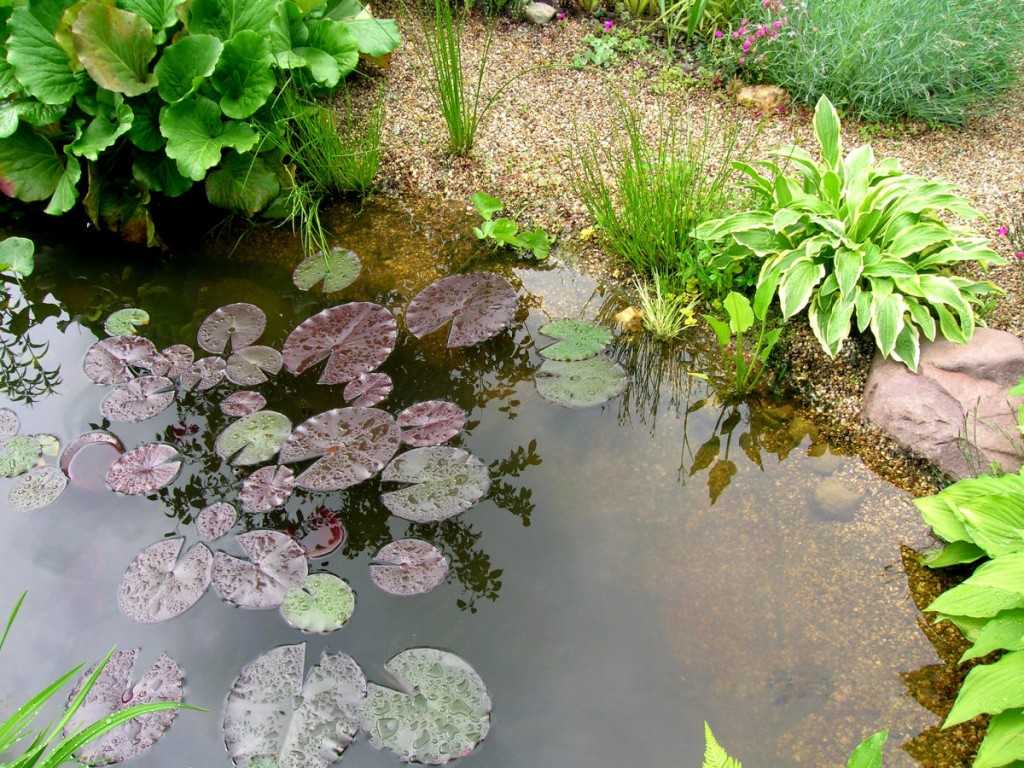 Выбираем водные растения для искусственного пруда: особенности ухода | домсадовника