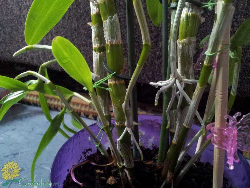 Орхидея дендробиум нобиле: уход в домашних условиях, размножение, что делать, после того, как она отцвела, фото