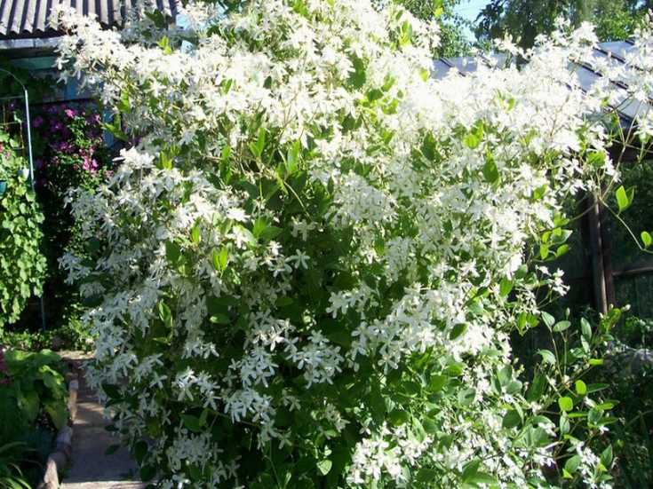 Жгучий мелкоцветковый белый клематис: что это за растение и как за ним ухаживать?