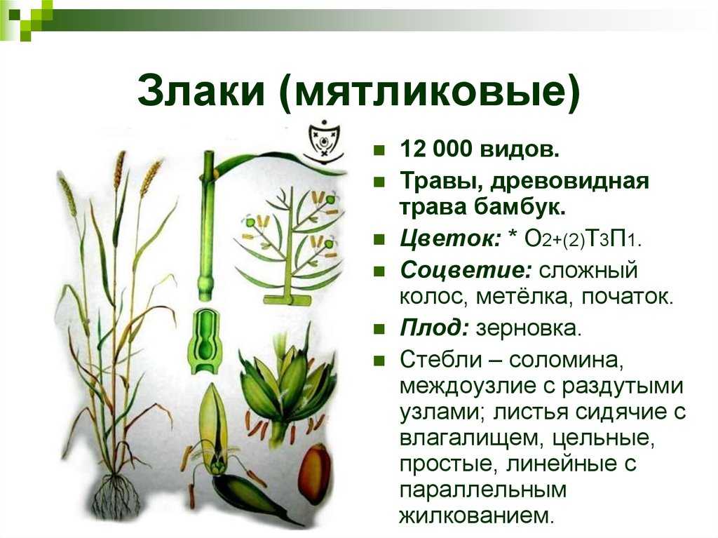 Злаковые растения (злаки) или мятликовые - примеры семейства с фото и названиями, признаки, состав и виды