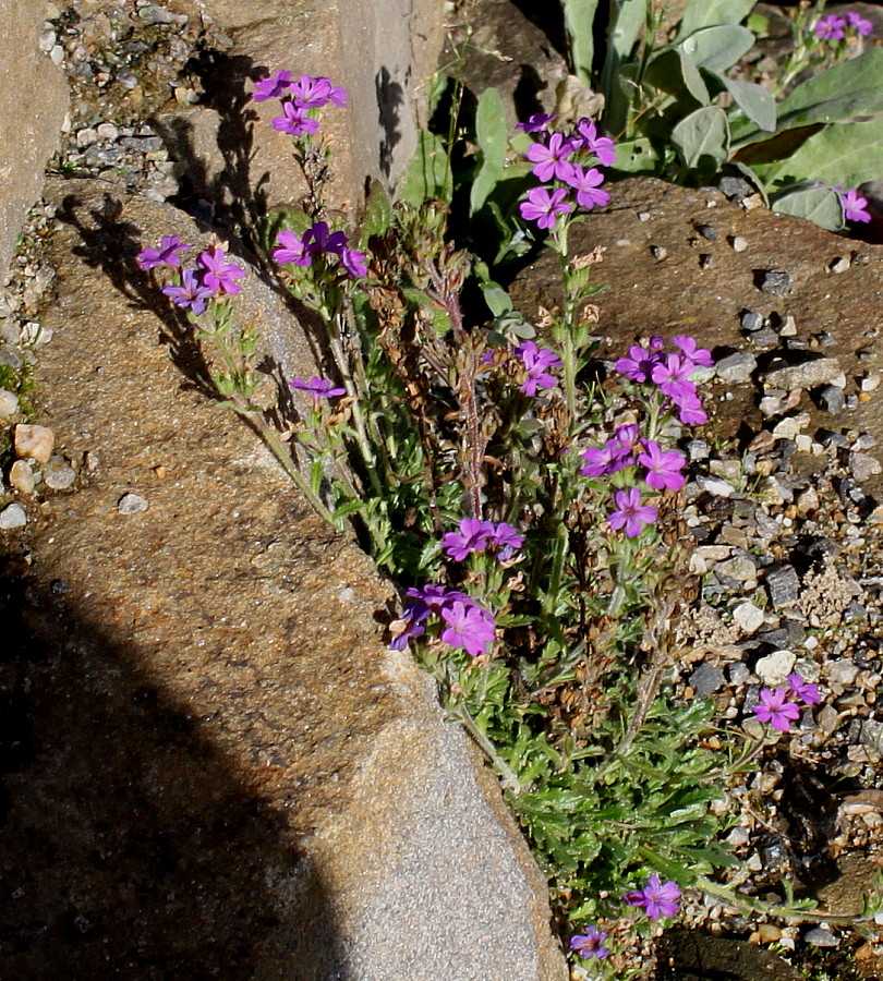 Эринус альпийский выращивание и фото - дневник садовода gossort68.su