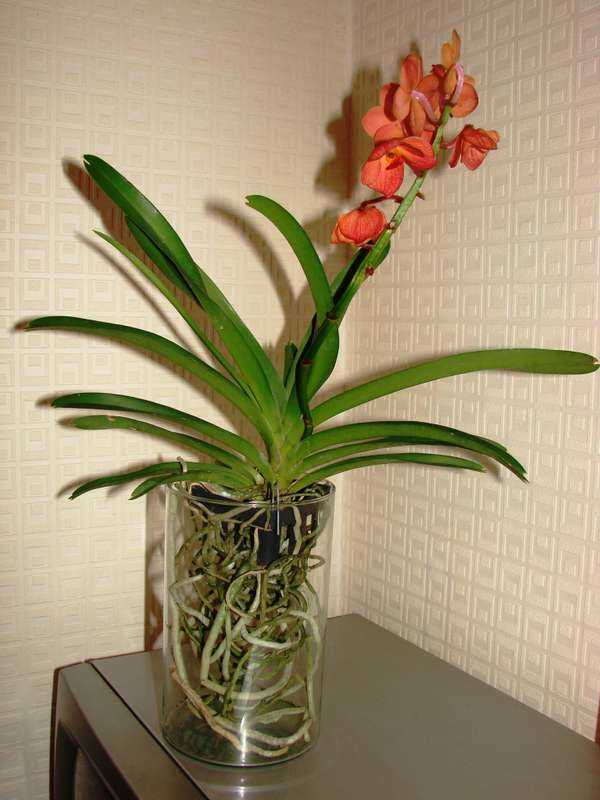 Орхидея аскоцентрум: посадка, уход и выращивание