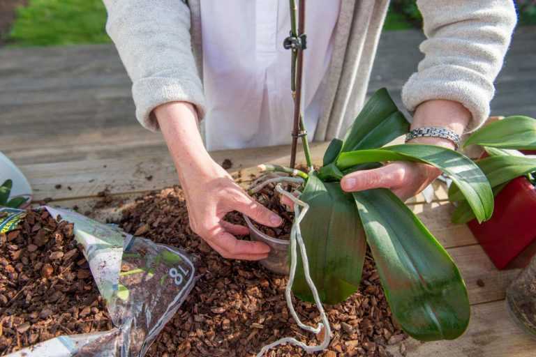 Как правильно поливать орхидею в домашних условиях: пошаговое фото и видео о том, как надо купать и как лучше ухаживать за комнатным растением после покупки
