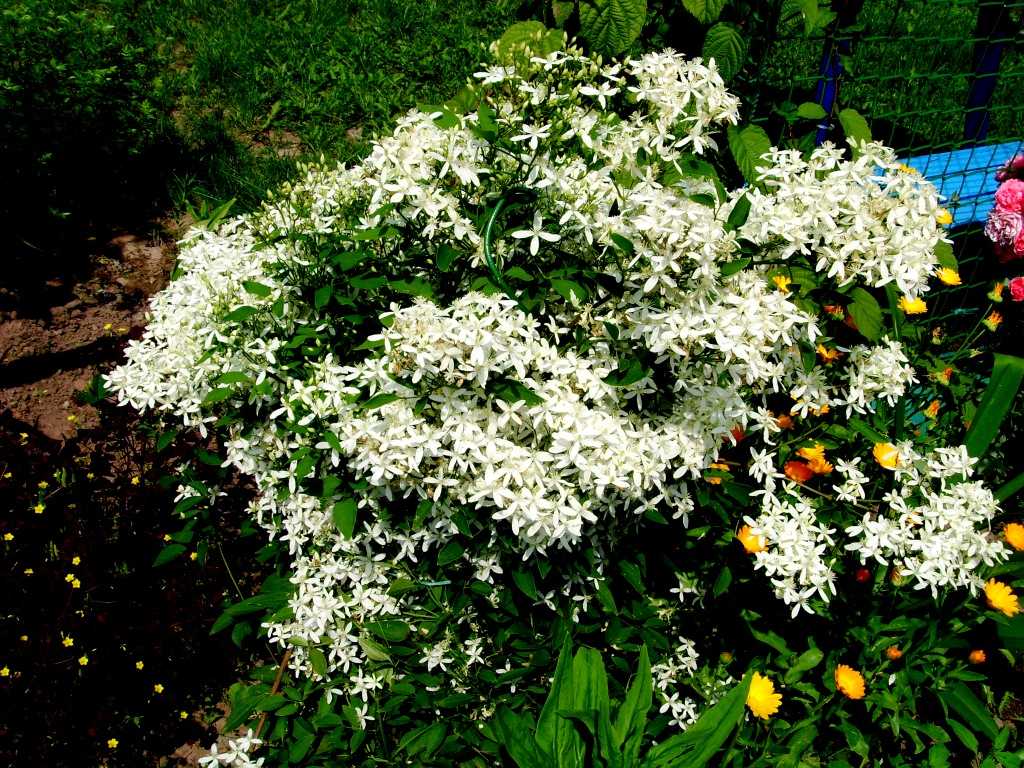 Клематис жгучий мелкоцветковый белый: описание, посадка и уход