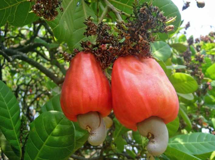 Где и как растет орех кешью, внешний вид дерева и плодов