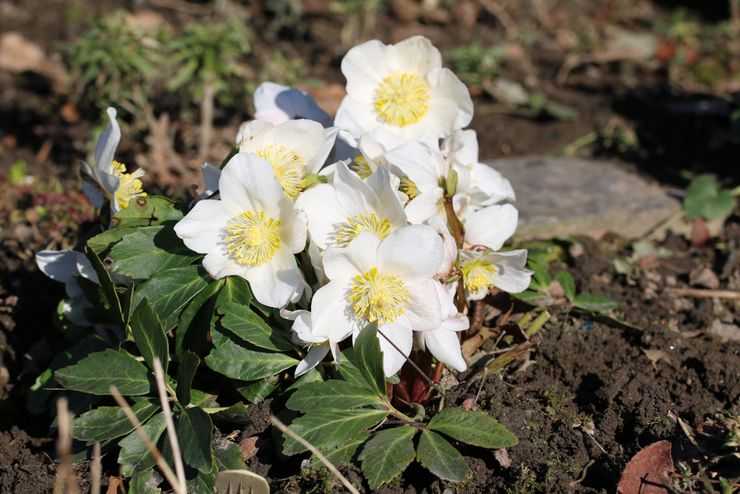 Морозник — зимний цветок с целебными свойствами