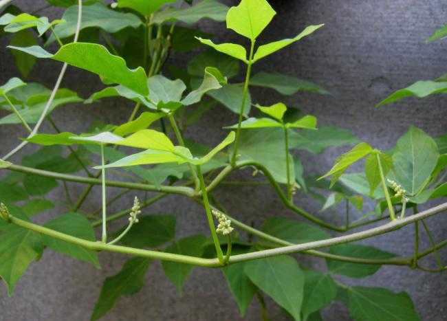 Экзотическая лиана — вигна каракалла. выращивание «овощной графини» на собственной даче использование и полезные свойства вигны «графиня»