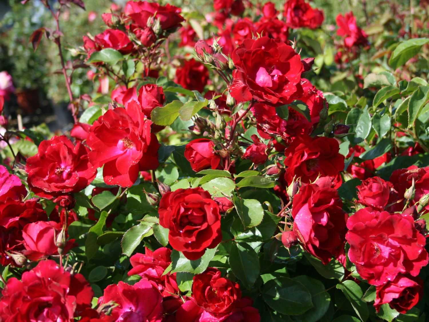 24 совета от эксперта когда и как укрывать розы в 2021 году на зиму | 7 соток родной земли