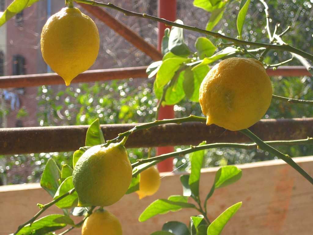 Комнатный лимон: выращивание в домашних условиях, обрезка и уход