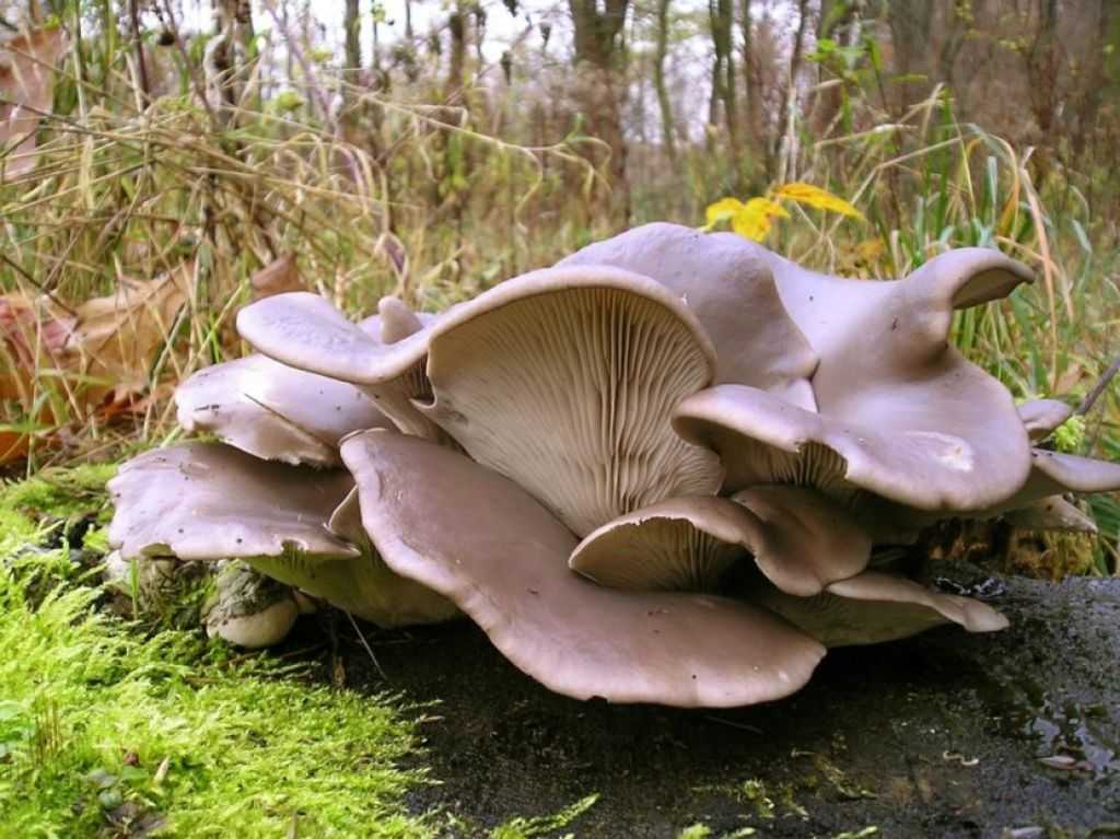 Вешенка лесная (устричная) – фото и описание гриба