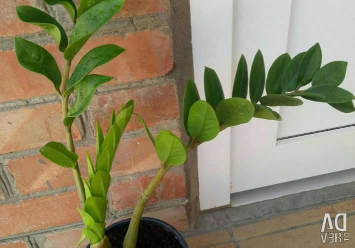 Замиокулькас (долларовое дерево): уход в домашних условиях, фото