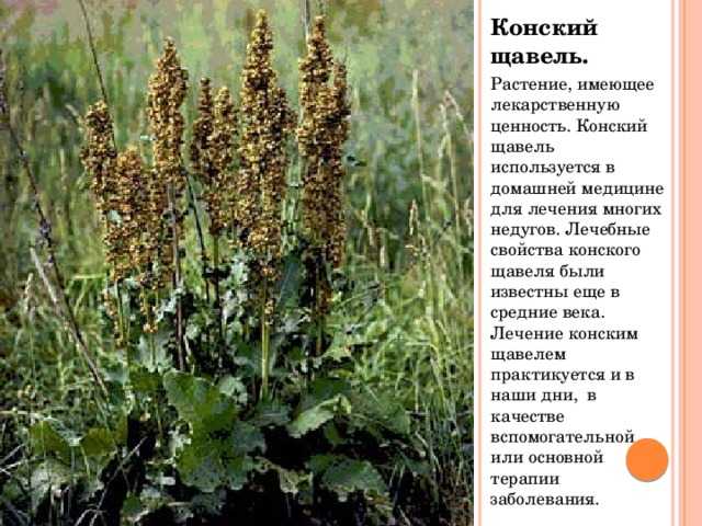 Конский щавель (кислица, грыжная трава): лечебные свойства и противопоказания, можно ли употреблять в пищу семена, корень, где растет