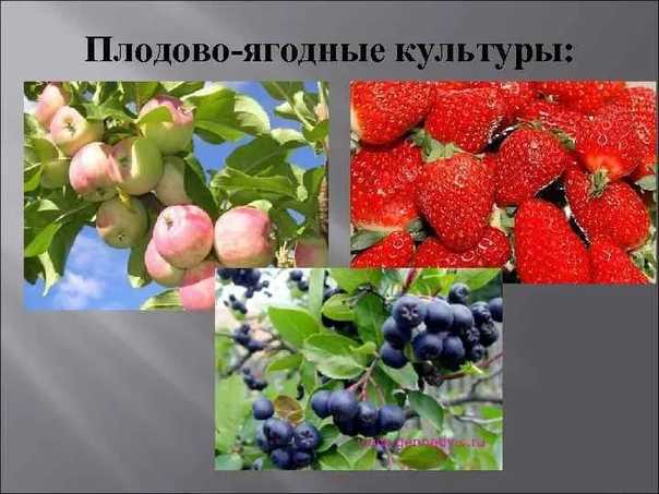 Плодово ягодные | питомник растений