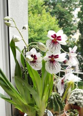 Мильтония - уход в домашних условиях: грунт и горшок для орхидеи miltonia, советы по пересадке после покупки, как ухаживать, нарастить корни и почему не цветет?