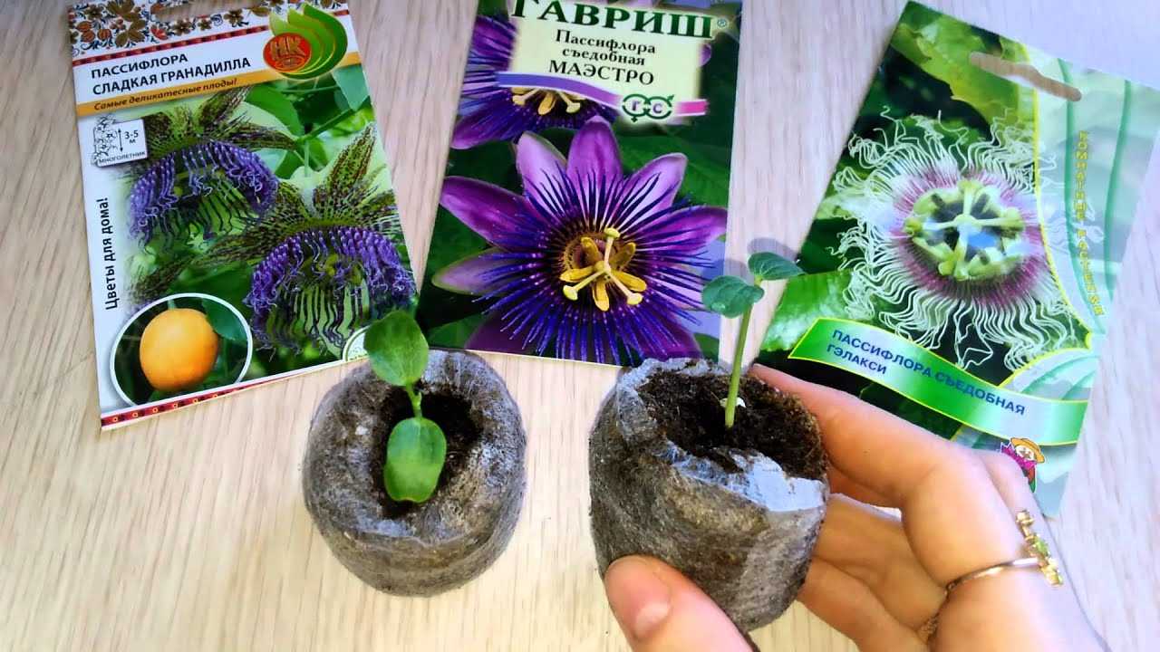 Пассифлора (страстоцвет)- выращивание и уход в домашних условиях