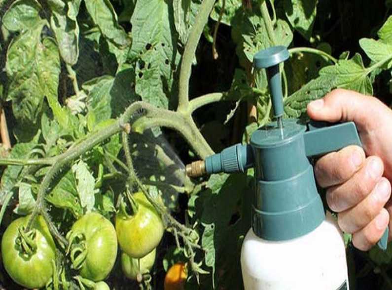 Применение настоя ботвы помидоров от вредителей и для подкормок