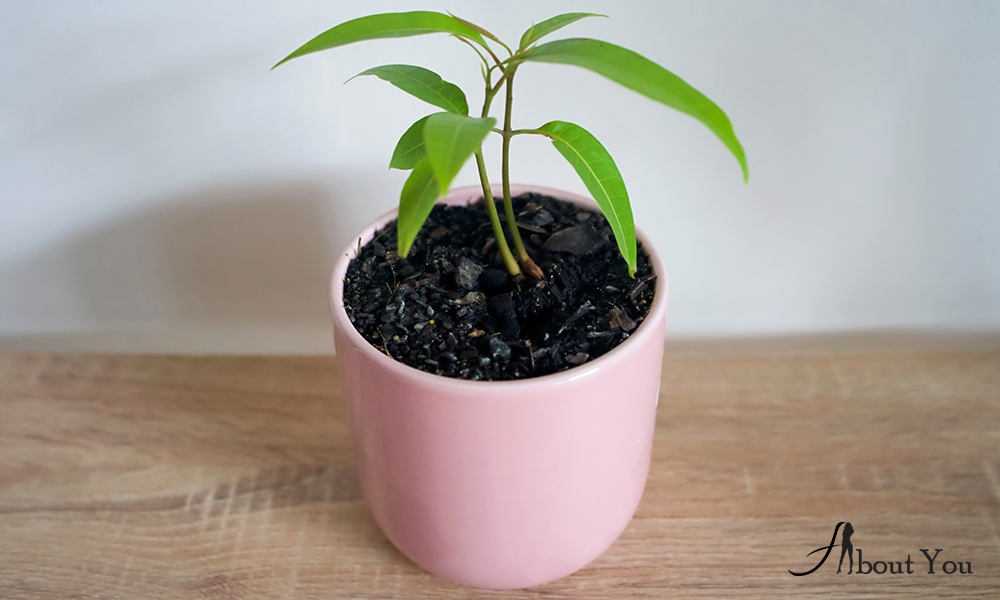 Как вырастить манго из косточки: пошаговая инструкция с фото | садоводство и огородничество