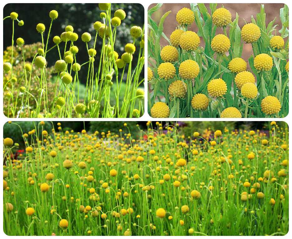 Цефалофора: выращивание из семян, фото. цефалофора ароматная или земляничная трава