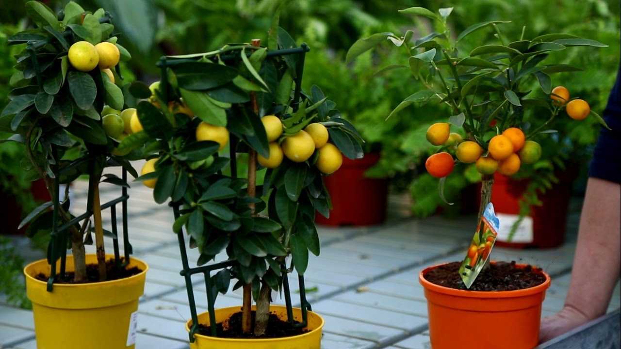 У лимона скручиваются листья внутрь: почему так происходит и что делать, если эта часть комнатного растения сворачивается в трубочку и желтеет?