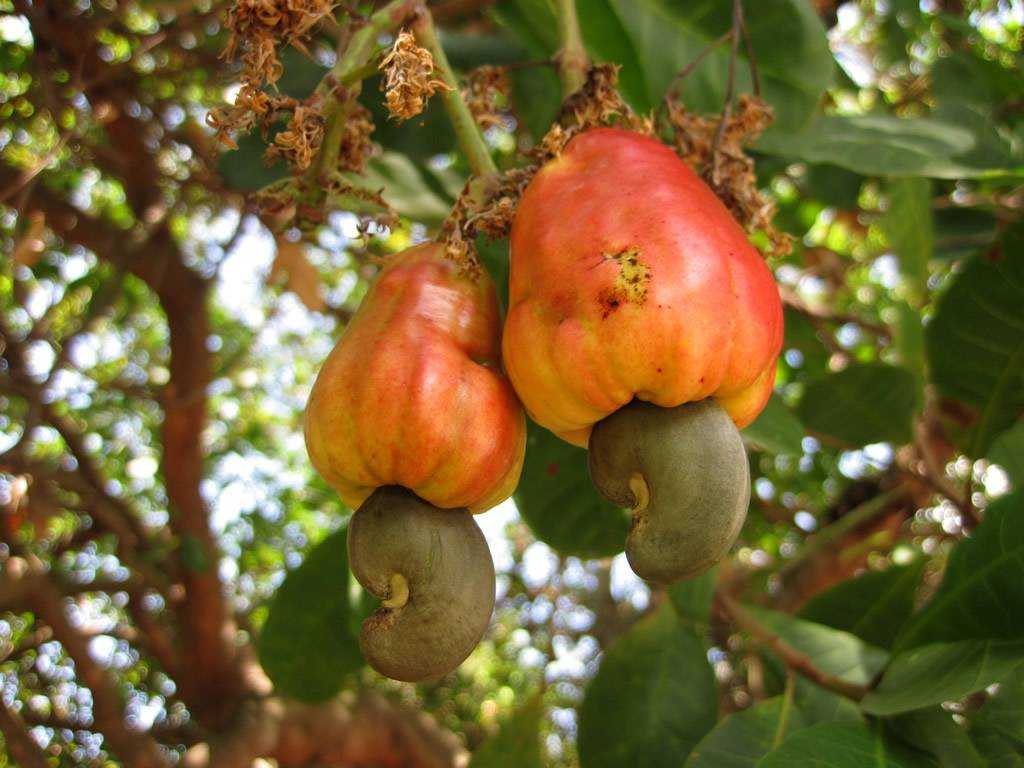 Орехи кешью: как растут, дерево, как собирают, в скорлупе, ядра, в каких странах растёт, выращивание дома, цветок, страна происхождения, плодоножка