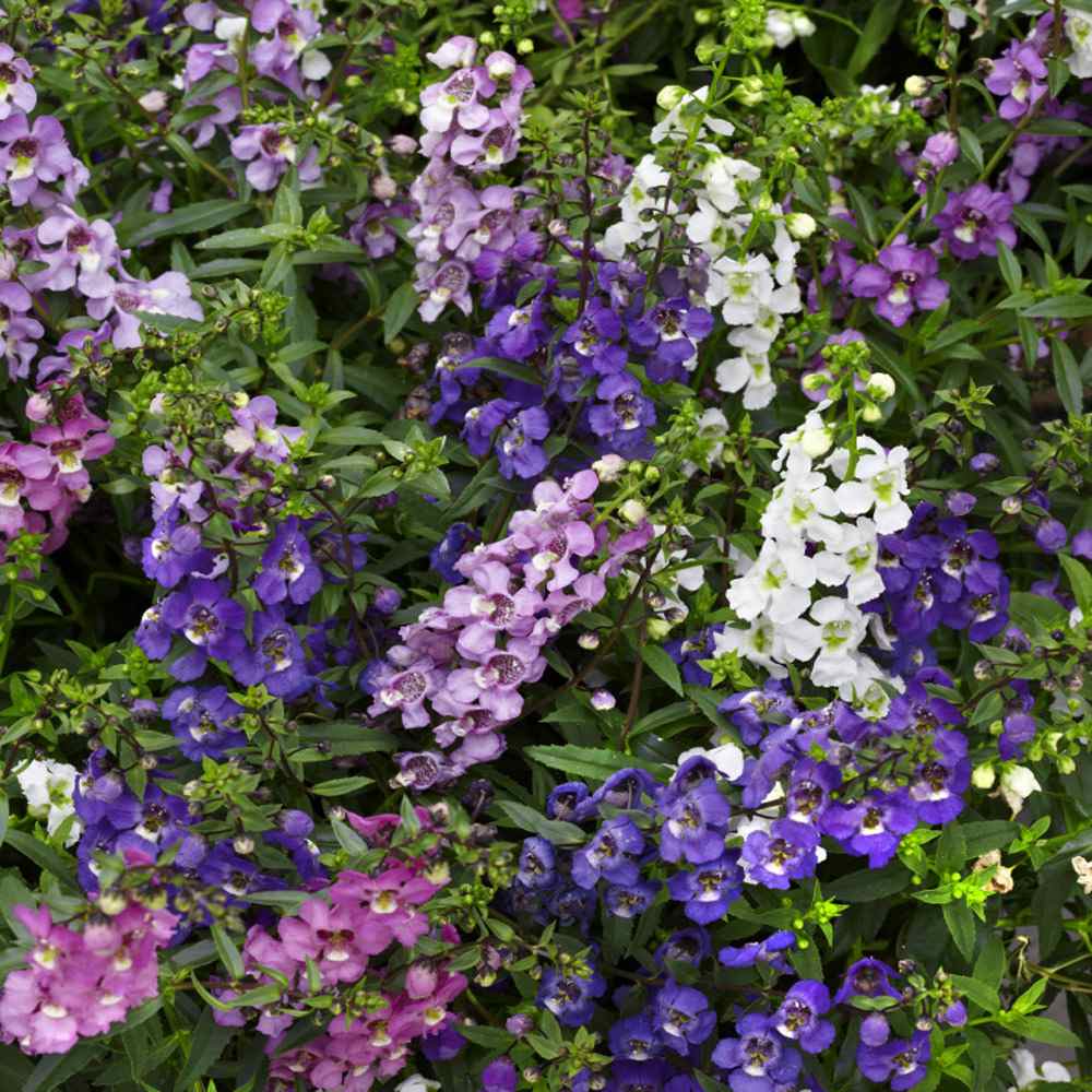 8 хищных цветов для выращивания дома и особенности ухода за ними