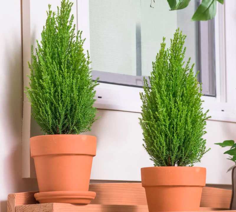 Кипарисовик - уход в домашних условиях за комнатным растением