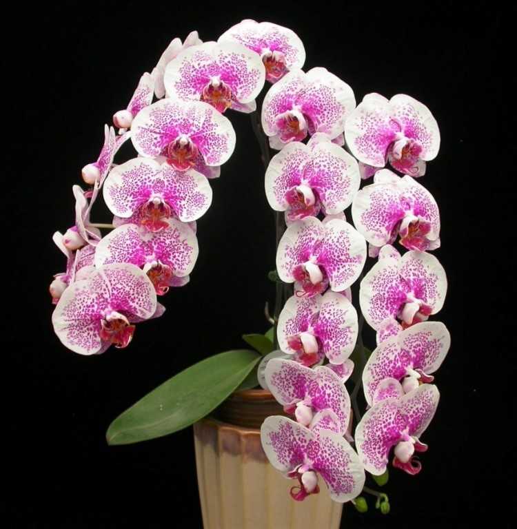 Разные цвета орхидей фаленопсис